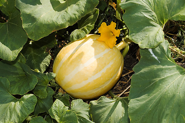 포토 JPG 해외이미지 전통 계절 문화 음식 백그라운드 농업 채소 오렌지 과일 재료 자연 호박 휴가 건강 사람없음 가로 할로윈 가을 신선 작음 먹기 가득함 묘사 싱글 유기농 날것 고체 숙성 해외202004 해외포토 웰빙 산업 모션 크기 생태계 파일형식 이미지허브