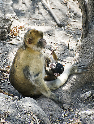 포토 JPG 해외이미지 동물 여자 얼굴 야생동물 어린이 포유류 가족 자연 엄마 생물 동물원 사랑 사람없음 원숭이 아기 작음 다람쥐 유인원 돌봄 수유 해외202004 해외포토 감정 관계 모션 사람 신체부위 설치류 크기 생태계 파일형식 이미지허브