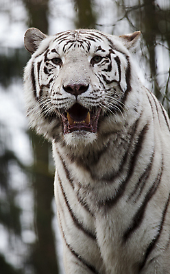 포토 JPG 해외이미지 주간 한마리 야생동물 동물원 근접촬영 사람없음 야외 아웃포커스 맹수 백호 해외202004 해외포토 자연요소 동물 1 뷰포인트 촬영기법 호랑이 파일형식 사방신 이미지허브