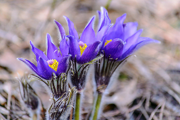 포토 JPG 해외이미지 나무 식물 외관 계절 꽃잎 꽃 야생동물 잎 자연 사람없음 야외 옆모습 초록색 여름 햇빛 태양 새싹 정원 보라색 봄 벚꽃 신선 숲 묘사 질감 내추럴 해외202004 해외포토 자연요소 동물 뷰포인트 컬러 생태계 파일형식 이미지허브