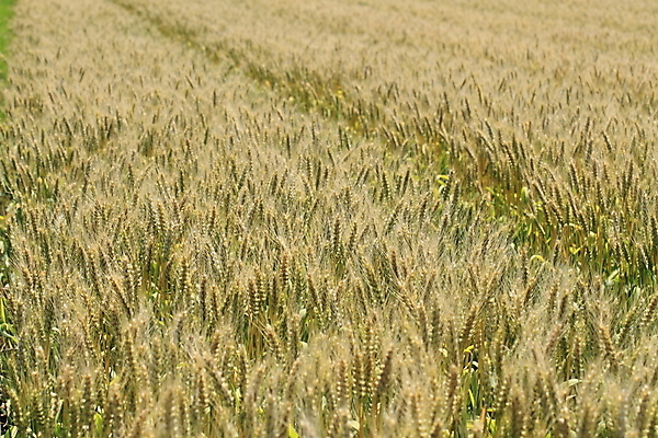 포토 JPG 해외이미지 식물 계절 음식 백그라운드 밭 농업 자연 건강 씨앗 풍경 잔디 사람없음 노란색 수확 낟알 밀 밀가루 밀짚 내추럴 식용 해외202004 해외포토 산업 컬러 곡류 짚 가루 생태계 파일형식 이미지허브