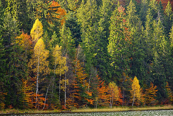포토 JPG 해외이미지 나무 구름 호수 잎 자연 하늘 풍경 사람없음 목재 빨간색 초록색 물 빛 반사 노란색 맑음 거울 가을 소나무 입 성자 숲 홍수 허브 천국 자작나무 루마니아 10월 내추럴 해외202004 해외포토 자연요소 식물 계절 유럽 종교 컬러 재료 날씨 신체부위 날짜 자연재해 생태계 파일형식 이미지허브