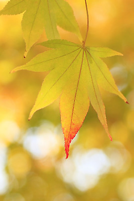 포토 JPG 해외이미지 나무 식물 백그라운드 잎 자연 사람없음 목재 빨간색 컬러풀 노란색 일본 가을 숲 강가 묘사 유기농 질감 내추럴 해외202004 해외포토 웰빙 계절 아시아 컬러 재료 강 생태계 파일형식 이미지허브