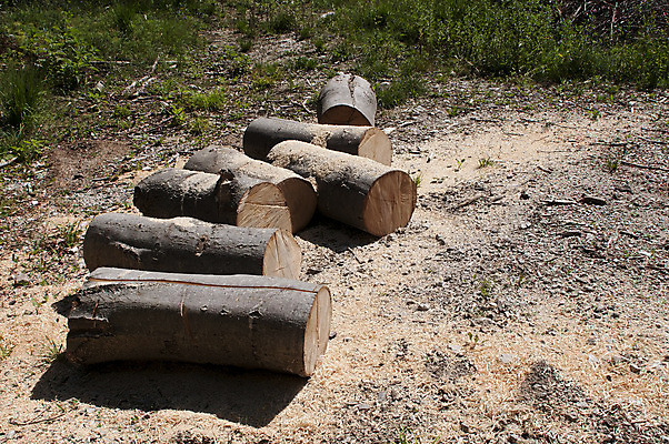포토 JPG 해외이미지 나무 식물 산업 조각 백그라운드 겨울 패턴 부분 자연 표면 추상 사람없음 목재 갈색 쌓기 환경 힘 에너지 흰색 반지 소나무 원형 거친 역사 숲 장작 자르기 묘사 싱글 유기농 질감 통나무 나무껍질 잡동사니 다리찢기 내추럴 고립 수목 옛날 해외202004 해외포토 도형 웰빙 계절 컬러 무늬 재료 장신구 모션 껍질 생태계 파일형식 이미지허브