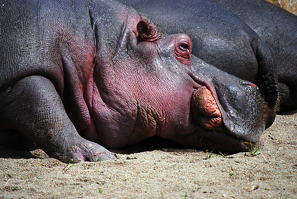 포토 JPG 해외이미지 동물 야생동물 포유류 아프리카 동물원 사람없음 회색 닫기 큼 해외202004 해외포토 나라 컬러 모션 크기 파일형식 이미지허브