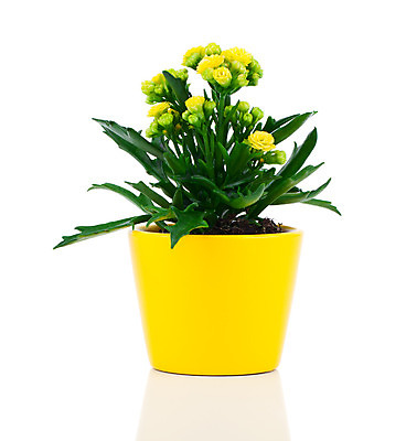 포토 JPG 해외이미지 식물 꽃 화초 백그라운드 잎 꽃무늬 자연 사람없음 장식 빨간색 초록색 여름 컬러풀 노란색 정원 봄 벚꽃 흰색 신선 냄비 꽃집 내추럴 해외202004 해외포토 계절 컬러 무늬 상점 솥 생태계 파일형식 이미지허브