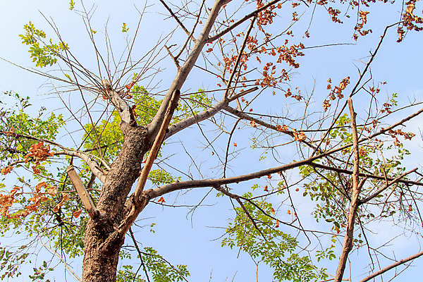 포토 JPG 해외이미지 나무 계절 공원 백그라운드 잎 자연 벽지 하늘 새로움 풍경 사람없음 야외 목재 장식 초록색 여름 파란색 빛 컬러풀 햇빛 태양 환경 맑음 봄 덮개 나뭇가지 신선 황금 정상 숲 큼 내추럴 삼림지대 해외202004 해외포토 자연요소 식물 공공시설 컬러 컨셉 재료 날씨 뚜껑 크기 생태계 파일형식 이미지허브