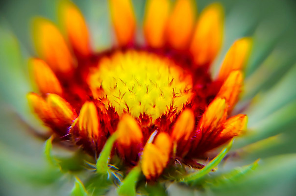 포토 JPG 해외이미지 식물 계절 꽃잎 꽃 백그라운드 꽃무늬 밭 오렌지 자연 추상 사람없음 야외 빨간색 초록색 여름 컬러풀 태양 갈색 노란색 정원 검은색 봄 들꽃 벚꽃 흰색 신선 닫기 6월 원예 데이지 내추럴 고립 해외202004 해외포토 자연요소 컬러 무늬 농업 과일 모션 취미 날짜 생태계 파일형식 이미지허브