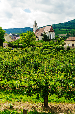 포토 JPG 해외이미지 나무 식물 외관 유럽 여행 농업 건축양식 자연 하늘 풍경 사람없음 건물 세로 여름 교회 마을 탑 시골 오스트리아 포도밭 포도나무 밭일 해외202004 해외포토 건축물 계절 건축 나라 산업 밭 종교건축 과일나무 생태계 파일형식 이미지허브