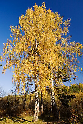 포토 JPG 해외이미지 나무 계절 공원 잎 자연 사람없음 노란색 침묵 가을 변화 황금 숲 자작나무 10월 해외202004 해외포토 식물 공공시설 컬러 컨셉 소리 날짜 생태계 파일형식 이미지허브