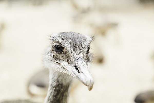 포토 JPG 해외이미지 동물 응시 시선 공원 여자 남자 얼굴 야생동물 2 아프리카 자연 조류 사람없음 야외 파란색 농장 머리 흰색 관찰 닫기 큼 깃털 호기심 부리 목 타조 동물상 못생김 해외202004 해외포토 공공시설 감정 나라 컬러 컨셉 농업 모션 사람 신체부위 조형물 크기 생태계 파일형식 이미지허브