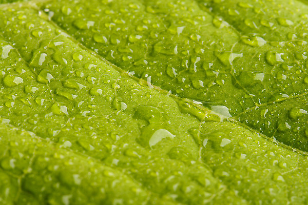 포토 JPG 해외이미지 식물 잎 사람없음 초록색 물 활발 젖음 흐름 물방울 신선 닫기 떨어짐 이슬 빗방울 정맥 해외202004 해외포토 자연요소 컬러 컨셉 모션 비_날씨 혈관 파일형식 이미지허브