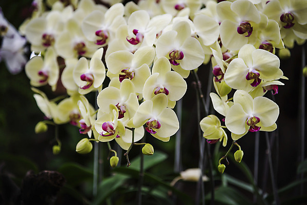 포토 JPG 해외이미지 식물 디자인 꽃잎 꽃 분홍색 꽃다발 잎 꽃무늬 패턴 자연 추상 사람없음 장식 여름 환경 정원 보라색 봄 벚꽃 흰색 나뭇가지 시골 난초 우아함 닫기 배열 제비꽃 네덜란드 보케 호접란 향 내추럴 해외202004 해외포토 나무 계절 유럽 컬러 컨셉 무늬 모션 생태계 파일형식 이미지허브