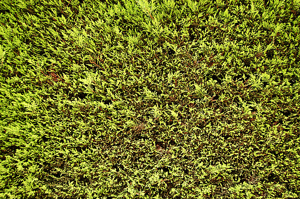 포토 JPG 해외이미지 나무 식물 백그라운드 잎 패턴 자연 추상 사람없음 초록색 환경 나뭇가지 소나무 묘사 질감 상록수 전나무 내추럴 해외202004 해외포토 컬러 무늬 생태계 파일형식 이미지허브