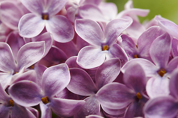 포토 JPG 해외이미지 식물 꽃잎 꽃 사람없음 벚꽃 라일락 세련 해외202004 해외포토 파일형식 이미지허브