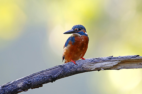 포토 JPG 해외이미지 나무 동물 여자 남자 아시아 얼굴 야생동물 백그라운드 날개 자연 조류 사람없음 야외 목재 가로 초록색 컬러풀 머리 환경 나뭇가지 막대기 닫기 숲 깃털 꼬리 부리 서식지 물총새 생태학 이국적 해외202004 해외포토 식물 교육 나라 컬러 재료 모션 사람 신체부위 생태계 파일형식 이미지허브