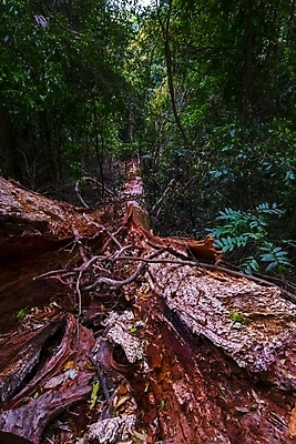 포토 JPG 해외이미지 나무 식물 공원 여행 백그라운드 잎 자연 이끼 풍경 사람없음 야외 목재 초록색 여름 파란색 걷기 환경 흰색 나뭇가지 신선 호주 떨어짐 숲 큼 열대우림 질감 내추럴 선로 옛날 전국 해외202004 해외포토 계절 공공시설 컬러 컨셉 재료 모션 오세아니아 크기 생태계 파일형식 이미지허브