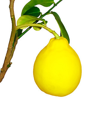 포토 JPG 해외이미지 나무 식물 꽃 음식 백그라운드 잎 꽃무늬 농업 오렌지 과일 재료 자연 디저트 귤 매달리기 건강 사람없음 초록색 물 여름 농작물 노란색 주스 수확 성장 흰색 나뭇가지 신선 달콤 작음 레몬 레모네이드 싱글 유기농 질감 내추럴 고립 숙성 세련 해외202004 해외포토 자연요소 웰빙 계절 산업 음료 컬러 무늬 모션 맛 크기 생태계 에이드 파일형식 이미지허브