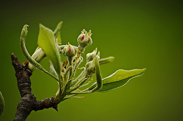 포토 JPG 해외이미지 나무 식물 계절 공원 꽃잎 꽃 백그라운드 잎 꽃무늬 과일 자연 사람없음 야외 빨간색 초록색 정원 보라색 봄 성장 벚꽃 흰색 나뭇가지 신선 개화 5월 원예 향기 냄새 꽃가루 자두 꽃수술 해외202004 해외포토 공공시설 컬러 무늬 취미 날짜 가루 생태계 파일형식 이미지허브
