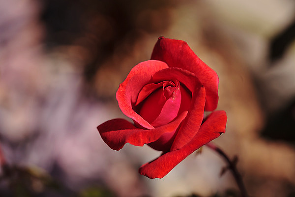 포토 JPG 해외이미지 꽃잎 꽃 분홍색 결혼 백그라운드 자연 사랑 사람없음 빨간색 초록색 장미 정원 봄 흰색 보케 해외202004 해외포토 식물 계절 감정 컬러 이벤트 생태계 파일형식 이미지허브