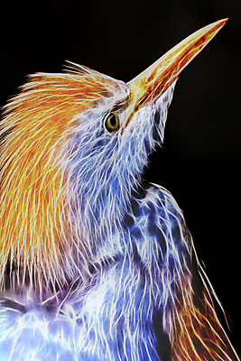 포토 JPG 해외이미지 야생동물 백그라운드 오렌지 일러스트 자연 조류 왕관 사람없음 빛 노란색 검은색 흰색 왜가리 깃털 네온 서쪽 코스모폴리탄 해외202004 해외일러스트 동물 컬러 과일 칵테일 방향 생태계 파일형식 이미지허브