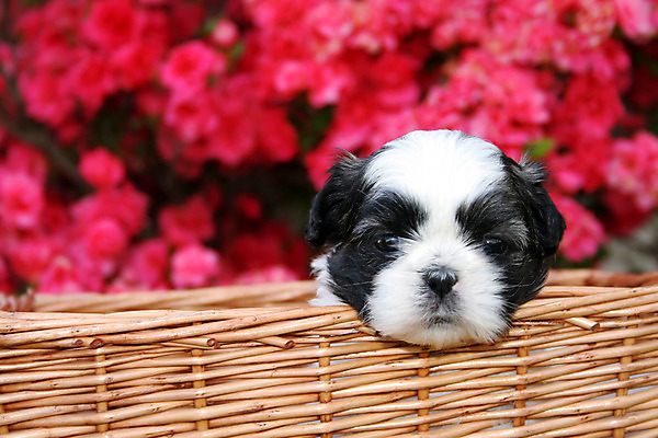 포토 JPG 해외이미지 동물 응시 새끼 포유류 자연 털 사람없음 야외 반려동물 바구니 귀여움 봄 개 강아지 모피 진달래 송곳니 기르기 유래 해외202004 해외포토 시선 계절 꽃 컨셉 치아 생태계 돌봄 파일형식 이미지허브