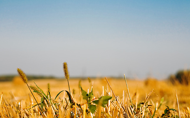 포토 JPG 해외이미지 식물 계절 줄기 백그라운드 잎 밭 농업 오렌지 자연 하늘 날씨 건조 건강 옥수수 씨앗 풍경 사람없음 야외 초록색 여름 파란색 농작물 햇빛 농장 노란색 환경 수확 성장 가을 시골 황금 볏짚 땅 시리얼 밀 조경 보리 장면 밀짚 8월 숙성 호밀 해외202004 해외포토 산업 음식 컬러 과일 곡류 태양 날짜 짚 생태계 파일형식 이미지허브