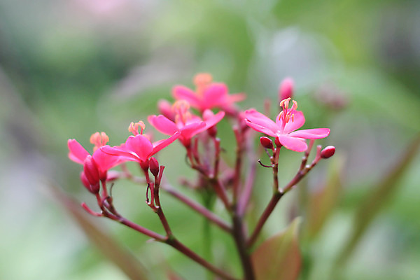 포토 JPG 해외이미지 식물 꽃잎 꽃 줄기 분홍색 꽃다발 백그라운드 잎 꽃무늬 패턴 태국 자연 동양인 사람없음 장식 빨간색 초록색 컬러풀 귀여움 정원 활발 성장 벚꽃 흰색 신선 그룹 관목 향기 꽃가루 블러 이국적 제라늄 많음 해외202004 해외포토 나무 아시아 컬러 컨셉 무늬 인종 가루 생태계 냄새 파일형식 이미지허브