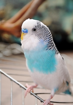 포토 JPG 해외이미지 동물 날개 자연 조류 병아리 사람없음 파란색 반려동물 작음 깃털 동료 부리 앵무새 강렬 동물상 이국적 해외202004 해외포토 컬러 관계 조형물 크기 생태계 파일형식 이미지허브