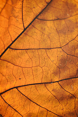 포토 JPG 해외이미지 나무 식물 계절 백그라운드 단풍 잎 패턴 오렌지 자연 추상 사람없음 빨간색 세로 컬러풀 갈색 노란색 활발 가을 숲 유기농 질감 정맥 내추럴 강렬 그런지 옛날 해외202004 해외포토 웰빙 컬러 컨셉 무늬 과일 생태계 혈관 파일형식 이미지허브