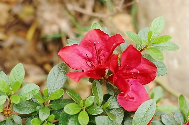 포토 JPG 해외이미지 식물 꽃 잎 채소 사람없음 봄 벚꽃 쓰레기 민들레 진달래 데이지 해외202004 해외포토 계절 파일형식 이미지허브