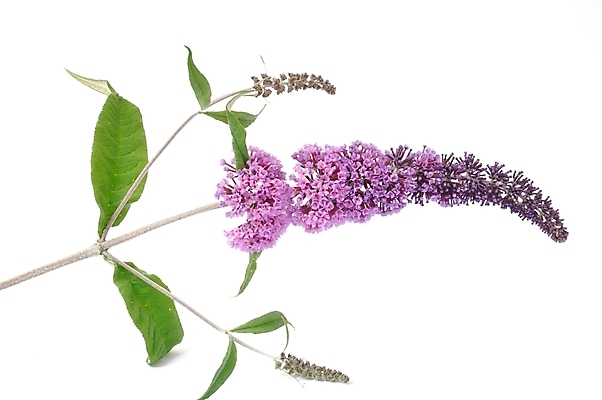 포토 JPG 해외이미지 꽃 잎 사람없음 장식 여름 파란색 보라색 흰색 개화 닫기 라일락 해외202004 해외포토 식물 계절 컬러 모션 파일형식 이미지허브