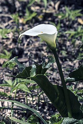 포토 JPG 해외이미지 식물 실루엣 꽃다발 잎 꽃무늬 자연 날씨 휴식 그림자 선물 사랑 사람없음 햇빛 노란색 새싹 정원 화목 힘 봄 활발 에너지 성장 흰색 시골 인사 달콤 향수 향기 냄새 꽃가루 부드러움 고립 돌봄 해외202004 해외포토 계절 꽃 감정 컬러 컨셉 무늬 모션 촬영기법 태양 화장품 예절 감각 맛 가루 생태계 파일형식 이미지허브