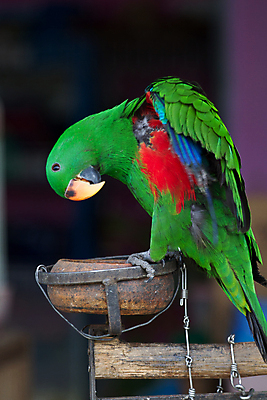 포토 JPG 해외이미지 동물 응시 백그라운드 조류 서기 사람없음 빨간색 초록색 반려동물 컬러풀 흰색 경계 흰배경 앵무새 고립 해외202004 해외포토 시선 컬러 모션 파일형식 이미지허브