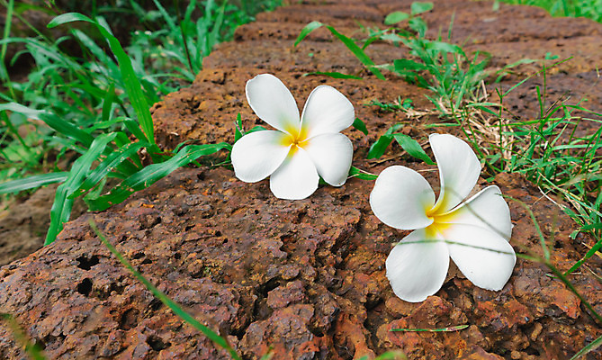 포토 JPG 해외이미지 나무 식물 디자인 공원 꽃잎 꽃 백그라운드 꽃무늬 자연 휴식 사람없음 야외 장식 여름 갈색 노란색 정원 스파 벚꽃 바위 흰색 신선 원예 하와이 향기 냄새 발리 내추럴 고립 땅바닥 이국적 하와이인 해외202004 해외포토 외국인 계절 공공시설 컬러 섬 컨셉 무늬 바닥 취미 미국 돌_바위 생태계 인도네시아 파일형식 이미지허브