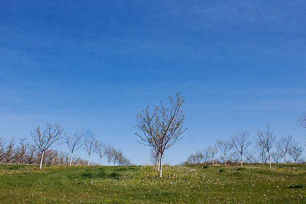 포토 JPG 해외이미지 나무 농업 사람없음 농장 사과 농부 과수원 방앗간 밭일 해외202004 해외포토 식물 직업 산업 과일 파일형식 이미지허브