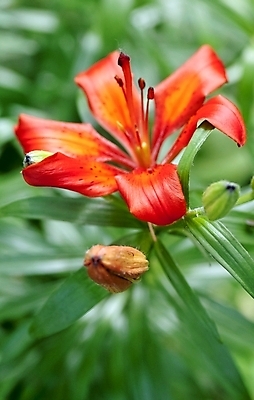 포토 JPG 해외이미지 식물 계절 꽃잎 꽃 줄기 백그라운드 잎 오렌지 사람없음 장식 빨간색 초록색 여름 머리 활발 벚꽃 나뭇가지 신선 오픈 개화 호랑이 우아함 백합 싱글 원예 심플 꽃수술 완전 해외202004 해외포토 나무 컬러 컨셉 과일 포유류 취미 신체부위 파일형식 이미지허브