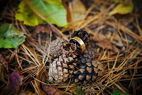 포토 JPG 해외이미지 모양 커플 기념일 결혼 백그라운드 컨셉 2 데이트 신혼부부 자연 아이디어 함께함 사랑 사람없음 초록색 빛 갈색 두개 축하 반지 쌍 원형 날짜 황금 보석 배열 심볼 오브젝트 슛 다이아몬드 솔방울 약혼 원뿔 영원 통일 해외202004 해외포토 도형 부부 감정 컬러 장신구 관계 이벤트 광석 생태계 약속 신혼 파일형식 이미지허브