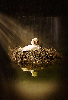 포토 JPG 해외이미지 동물 호수 야생동물 자연 조류 미술 사람없음 물 강 반사 흰색 우아함 둥지 백조 단아함 해외202004 해외포토 자연요소 컬러 컨셉 문화예술 생태계 파일형식 이미지허브