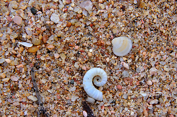 포토 JPG 해외이미지 모래 바다 백그라운드 패턴 자연 벽지 표면 조개 사람없음 야외 빛 모래사장 껍질 황금 낟알 묘사 질감 내추럴 해외202004 해외포토 무늬 어패류 생태계 파일형식 이미지허브