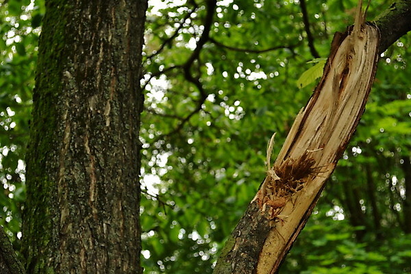 포토 JPG 해외이미지 나무 식물 전통 계절 열매 행복 리본 백그라운드 잎 겨울 자연 휴가 새로움 프레임 사람없음 장식 빨간색 초록색 우주 축제 화환 흰색 나뭇가지 축하 인사 소나무 원형 신용카드 화려 황금 12월 연도 오브젝트 활 싱글 상록수 전나무 원뿔 고립 구성 가문비나무 해외202004 해외포토 도형 꽃 감정 컬러 컨셉 금융 예절 날짜 생태계 파일형식 이미지허브