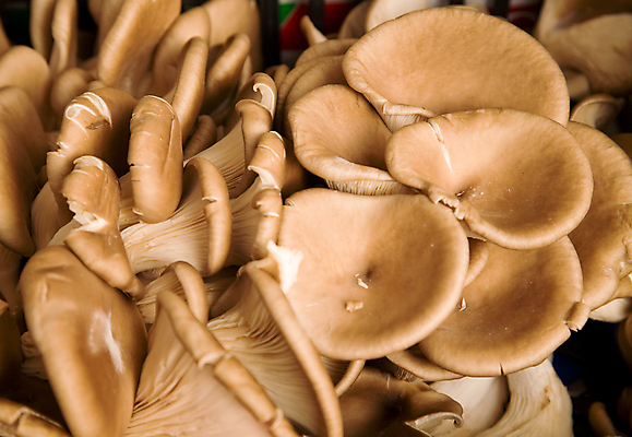 포토 JPG 해외이미지 음식 줄기 백그라운드 다이어트 채소 재료 자연 건강 요리 사람없음 갈색 버섯 신선 그룹 시장 맛 유기농 날것 성분 내추럴 곰팡이 숙성 식용 채식주의자 캡모자 해외202004 해외포토 식물 모자_잡화 웰빙 컬러 컨셉 생태계 채식 파일형식 이미지허브