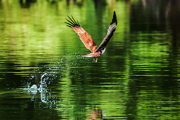 포토 JPG 해외이미지 동물 아시아 호수 야생동물 날개 청소년 자연 조류 낚시 어류 사람없음 초록색 물 여름 강 갈색 힘 자유 잡기 공격 먹기 연 속도 사냥 독수리 육식동물 사냥꾼 말레이시아 때리기 무료 민물 집게발 해외202004 해외포토 자연요소 직업 계절 나라 컬러 컨셉 모션 레저 사람 놀이용품 수중동물 생태계 파일형식 이미지허브