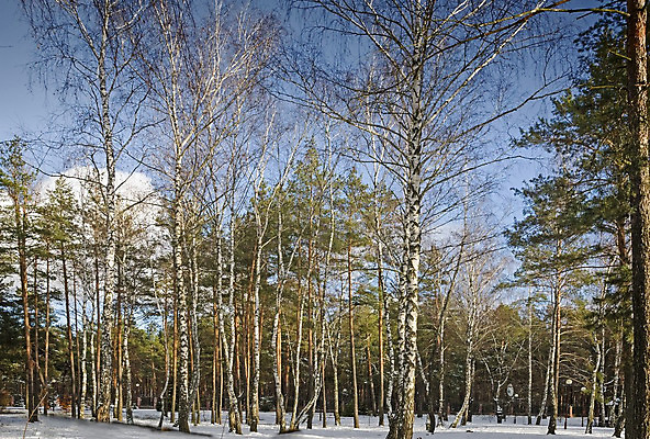 포토 JPG 해외이미지 나무 크리스마스 겨울 자연 날씨 풍경 사람없음 야외 파란색 냉동 얼음 침묵 흰색 나뭇가지 시골 고독 숲 12월 서리 지역 침엽수 멀리 겨울풍경 해외202004 해외포토 자연요소 식물 계절 기념일 감정 컬러 소리 날짜 생태계 파일형식 이미지허브