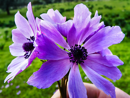 포토 JPG 해외이미지 식물 계절 공원 꽃잎 꽃 백그라운드 꽃무늬 자연 선물 씨앗 사람없음 장식 초록색 여름 파란색 컬러풀 환경 정원 보라색 봄 활발 성장 벚꽃 신선 개화 닫기 묘사 싱글 데이지 부드러움 내추럴 해외202004 해외포토 공공시설 컬러 컨셉 무늬 모션 감각 생태계 파일형식 이미지허브