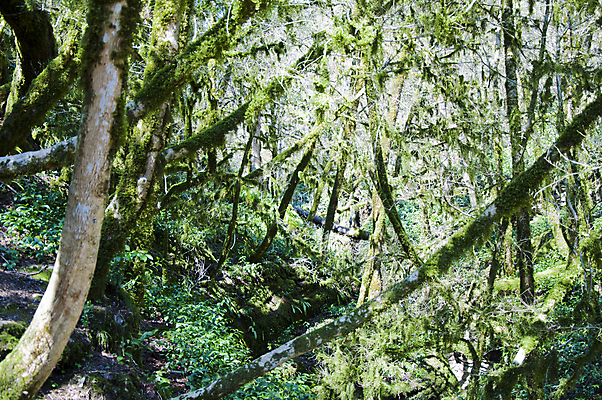 포토 JPG 해외이미지 나무 식물 손 계절 잎 자연 손잡이 이끼 사람없음 야외 초록색 울타리 상자 정원 봄 성장 칼날 닫기 발굴 원예 클립 날카로움 다듬기 돌봄 옛날 울퉁불퉁 원예사 제목 그리너리 해외202004 해외포토 직업 컬러 모션 취미 신체부위 담장 생태계 파일형식 트랜드컬러 이미지허브
