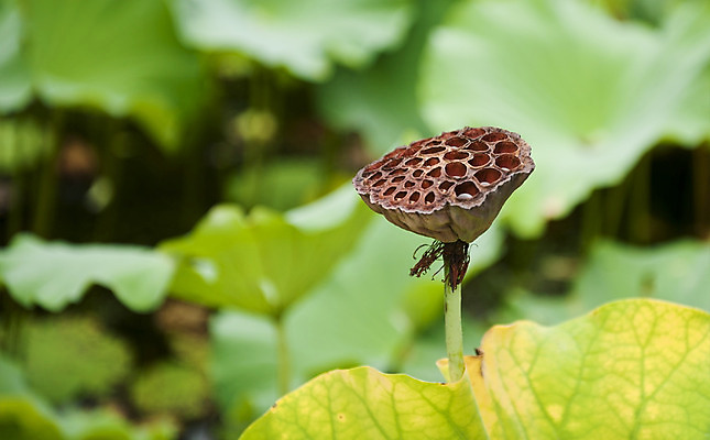포토 JPG 해외이미지 식물 공원 꽃 음식 잎 꽃무늬 과일 자연 콩 건조 건강 연꽃 씨앗 사람없음 초록색 물 정원 일본 고명 백합 인도인 묘사 신성 내추럴 블러 해외202004 해외포토 자연요소 외국인 공공시설 아시아 컬러 무늬 곡류 동양인 생태계 파일형식 이미지허브