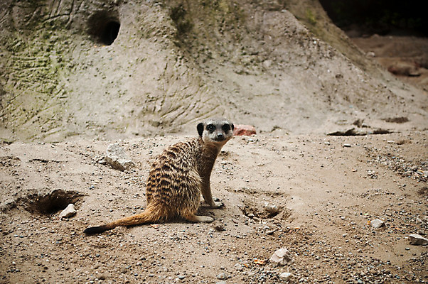 포토 JPG 해외이미지 동물 야생동물 새끼 포유류 가족 아프리카 자연 아침 3 경비 성인 사람없음 검은색 고양이 그룹 작음 모피 싱글 꼬리 남쪽 경보 고립 미어캣 칼라하리 해외202004 해외포토 주간 나라 컬러 관계 안전 사람 반려동물 사막 보호 크기 방향 생태계 파일형식 이미지허브