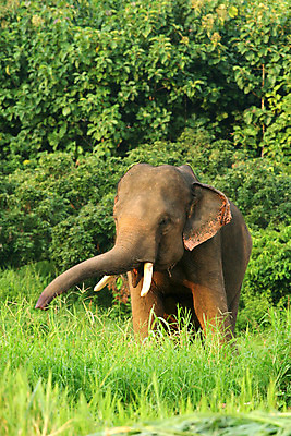 포토 JPG 해외이미지 나무 식물 동물 아시아 얼굴 야생동물 새끼 잎 포유류 태국 자연 엄마 코끼리 사람없음 야외 갈색 가축 힘 회색 자유 숲 위험 작음 큼 유연 사파리 환경보전 유기농 열대기후 해외202004 해외포토 멸종위기종 웰빙 나라 컬러 컨셉 가족 신체부위 크기 사회이슈 생태계 파일형식 이미지허브