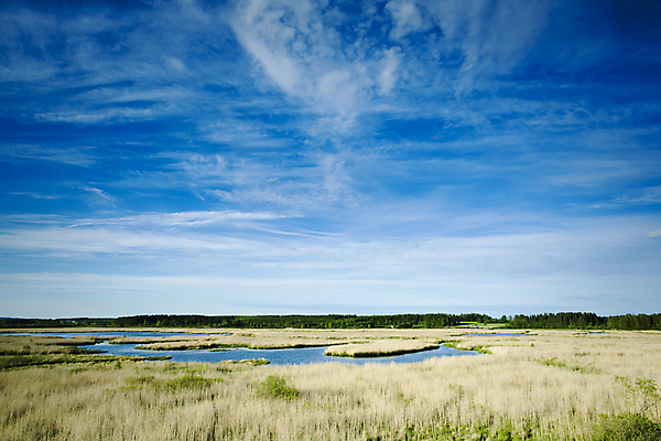포토 JPG 해외이미지 식물 구름 유럽 지구 호수 음료 야생동물 자연 조류 하늘 핀란드 대화 풍경 사람없음 초록색 물 여름 환경 마시기 액체 황무지 볏짚 습지 숲 동쪽 내추럴 땅바닥 해외202004 해외포토 자연요소 동물 계절 나라 컬러 모션 바닥 북유럽 말하기 짚 방향 생태계 파일형식 이미지허브
